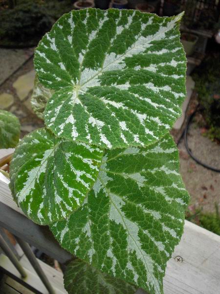 B. ‘Silver Misono’